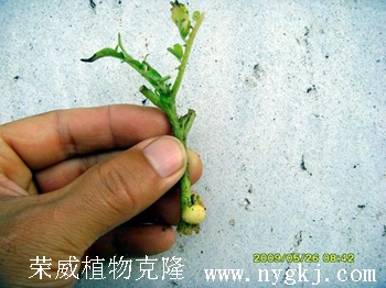 北京克隆马铃薯原种