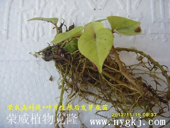 北京红薯叶片克隆生根发芽成苗