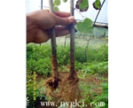 北京荣威植物克隆，粗枝直接育成大苗